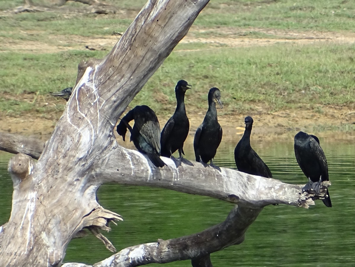 Cormorán de Java - ML423232421