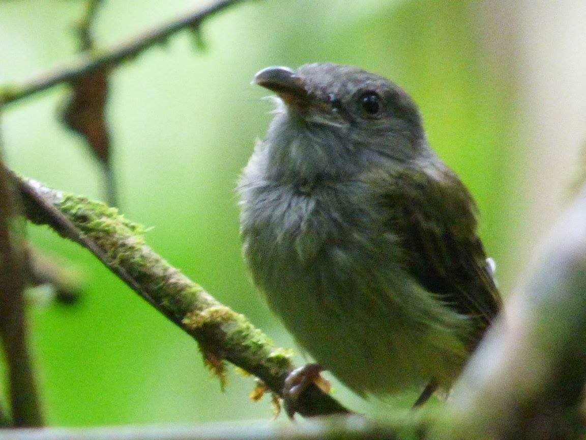 Sepia-capped Flycatcher - ML423235131
