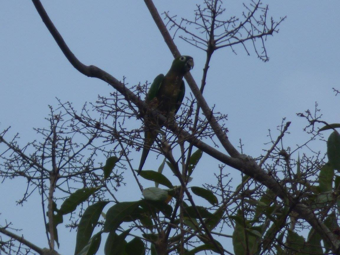 Olive-throated Parakeet - ML423235321