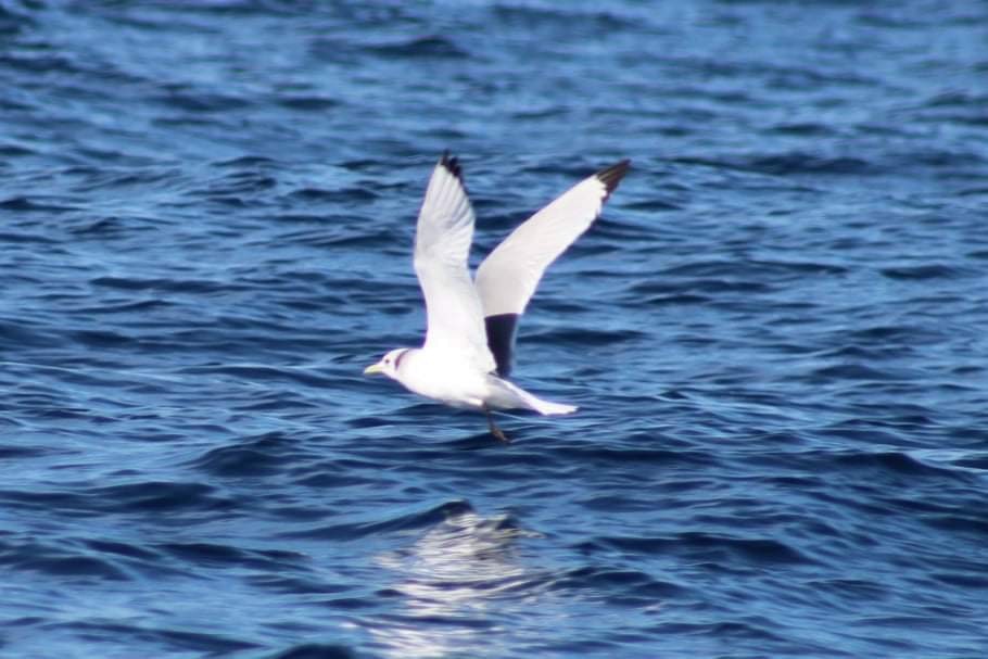 Mouette tridactyle - ML423235931