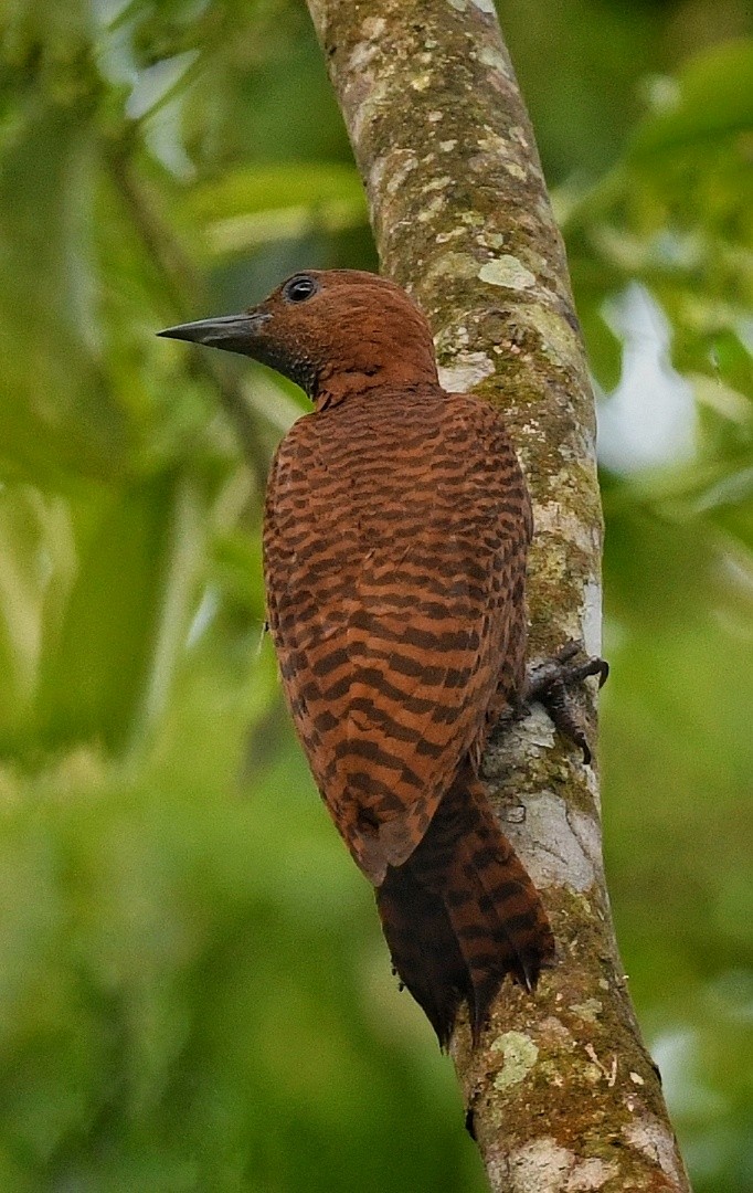 Rufous Woodpecker - Renuka Vijayaraghavan