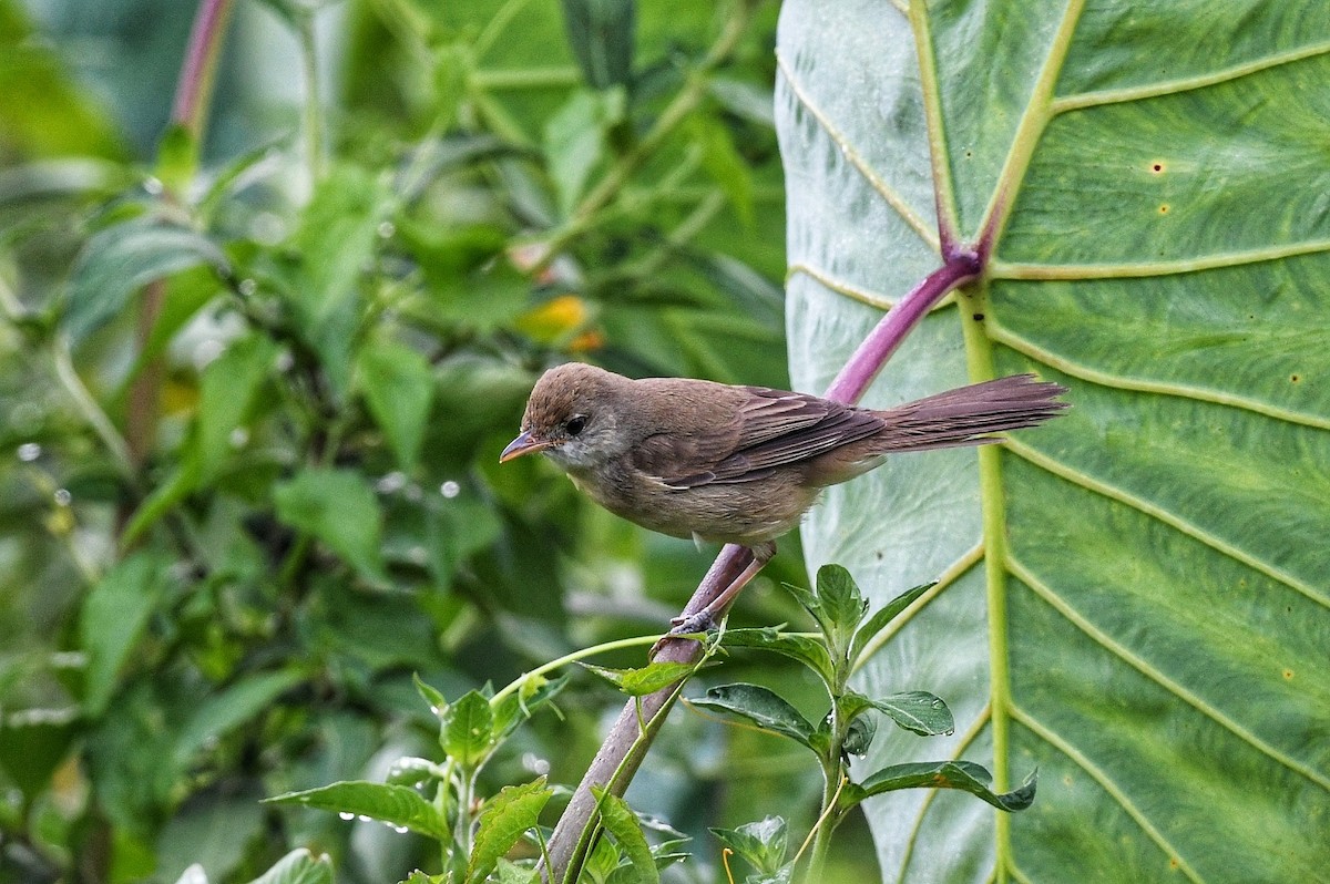 Thick-billed Warbler - Renuka Vijayaraghavan