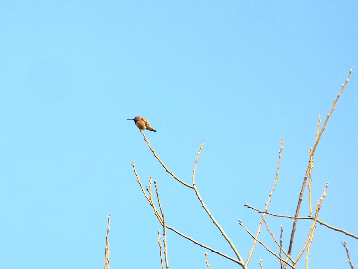 Rufous Hummingbird - ML423236631