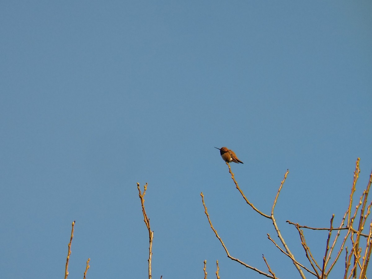 Rufous Hummingbird - ML423236641