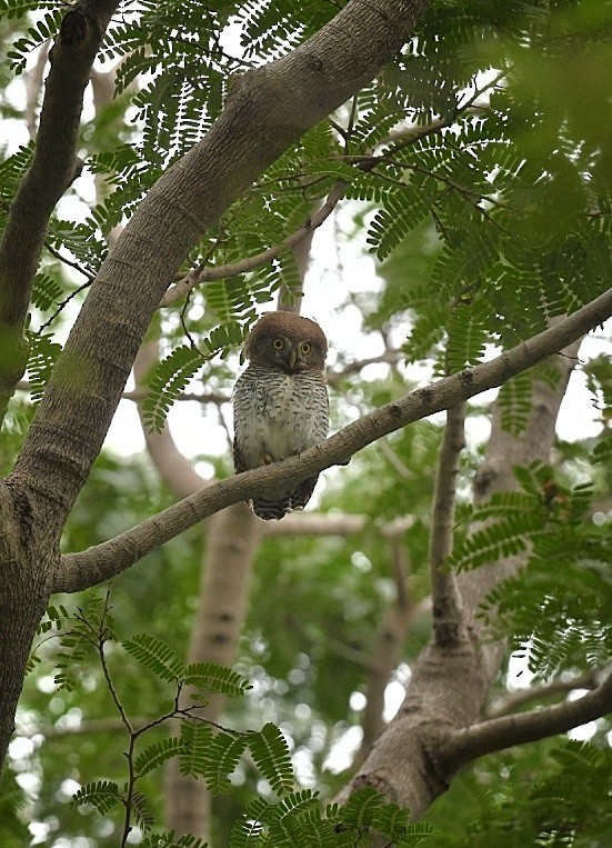 Jungle Owlet - ML423236651