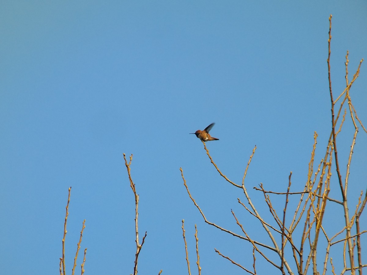 Rufous Hummingbird - ML423236661