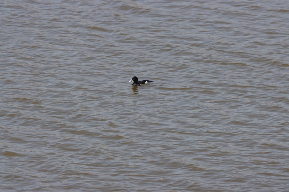 Tufted Duck - ML423236741