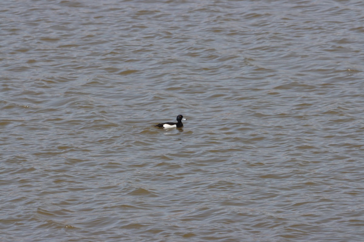 Tufted Duck - ML423236751
