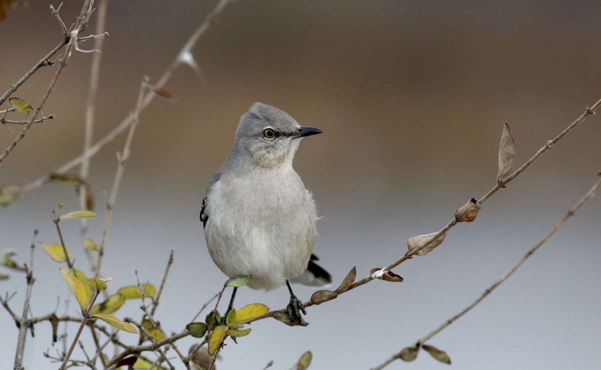 Northern Mockingbird - ML42323721