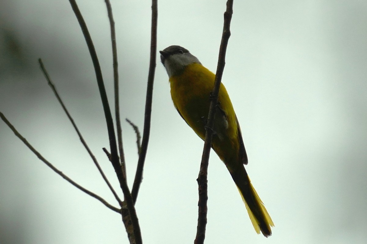 Gray-chinned Minivet - JingZu Tu