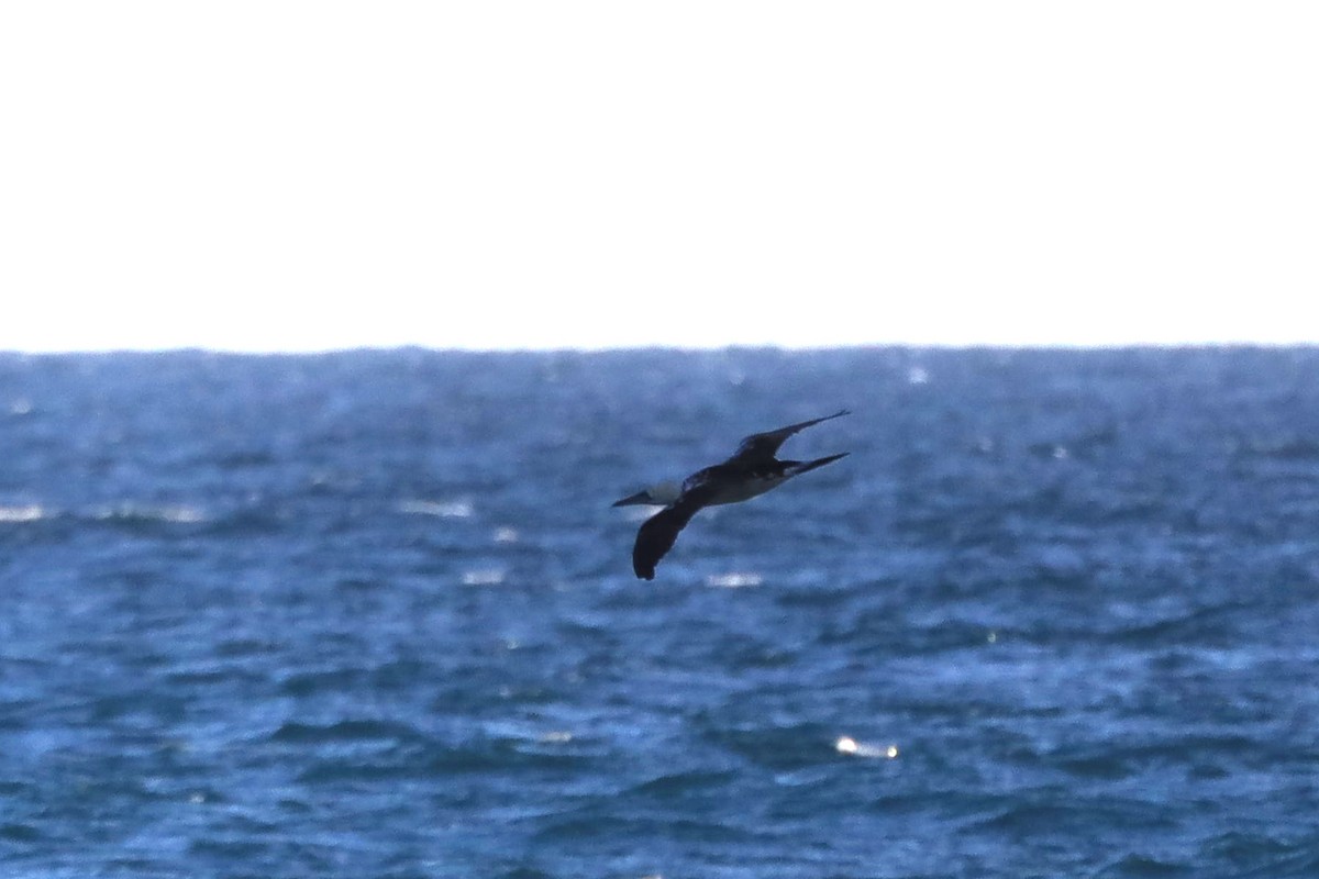 Northern Gannet - ML423237971