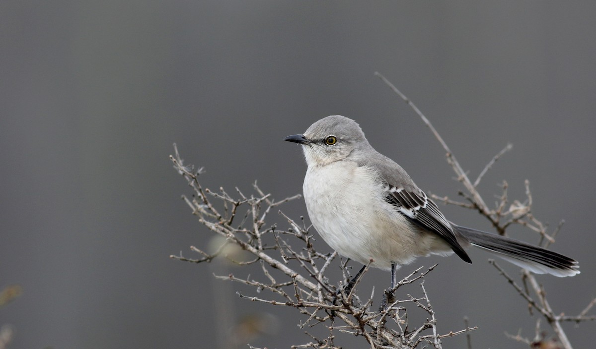 Northern Mockingbird - ML42323911