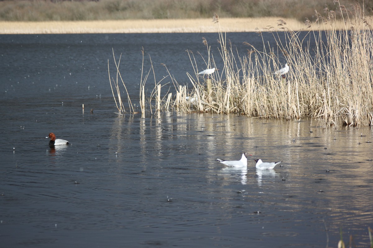 Black-headed Gull - ML423239691