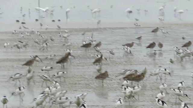Алаг ээтэн - ML423239711