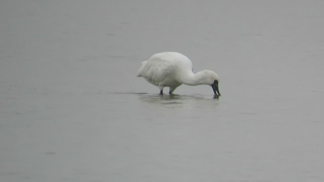 Black-faced Spoonbill - ML423239761