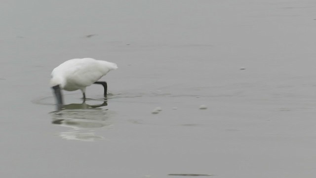 Black-faced Spoonbill - ML423239781