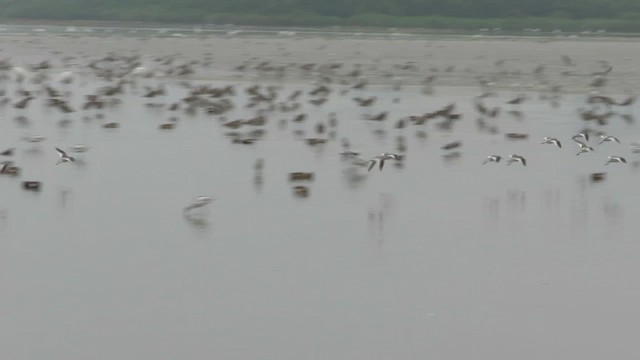 Улаан хөлт хөгчүү - ML423239791