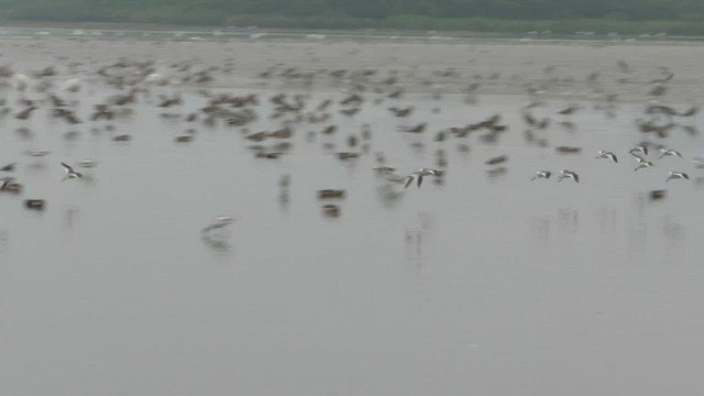 Common Redshank - ML423239791