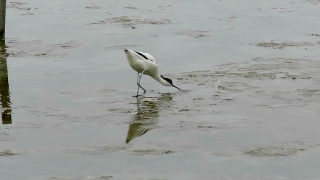 Pied Avocet - ML423239801