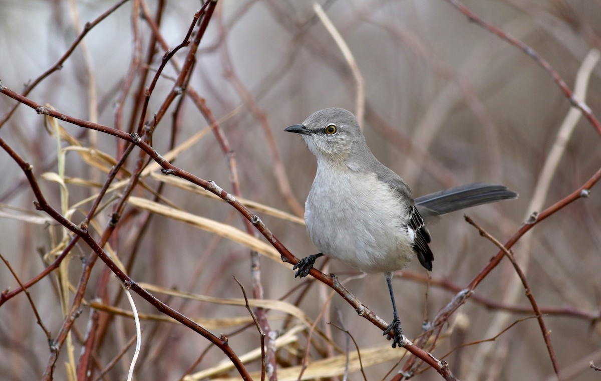 Northern Mockingbird - ML42323991