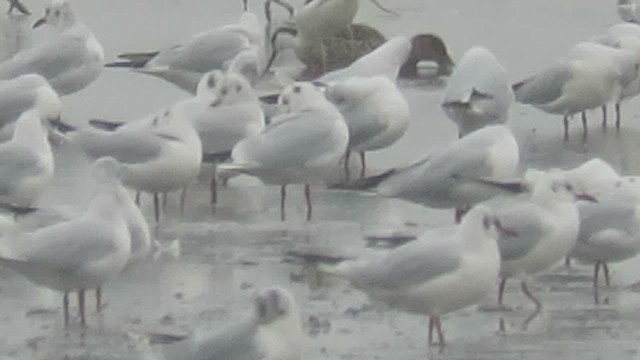 Saunders's Gull - ML423240061