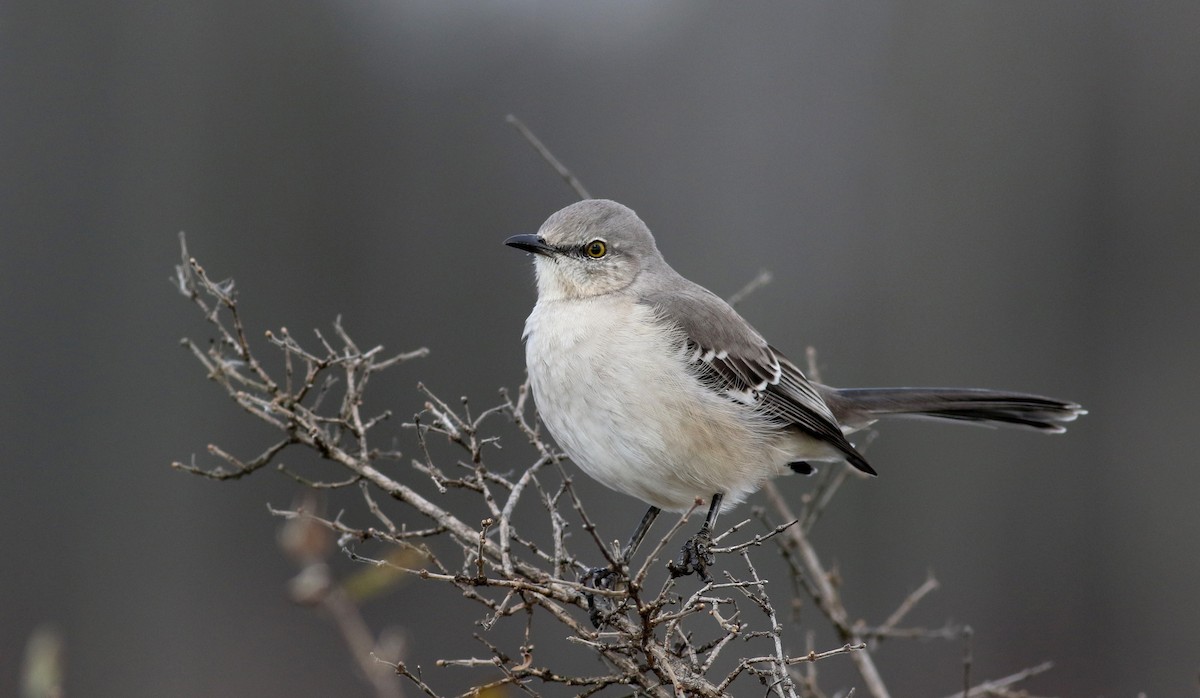 Northern Mockingbird - ML42324121