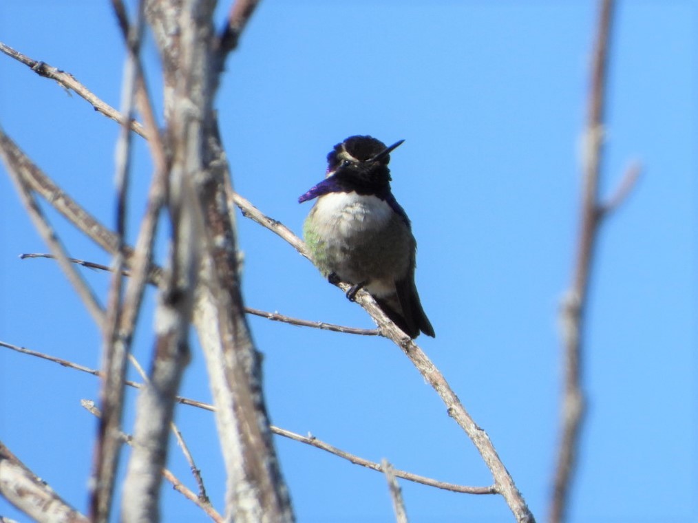 Costa's Hummingbird - ML423242311