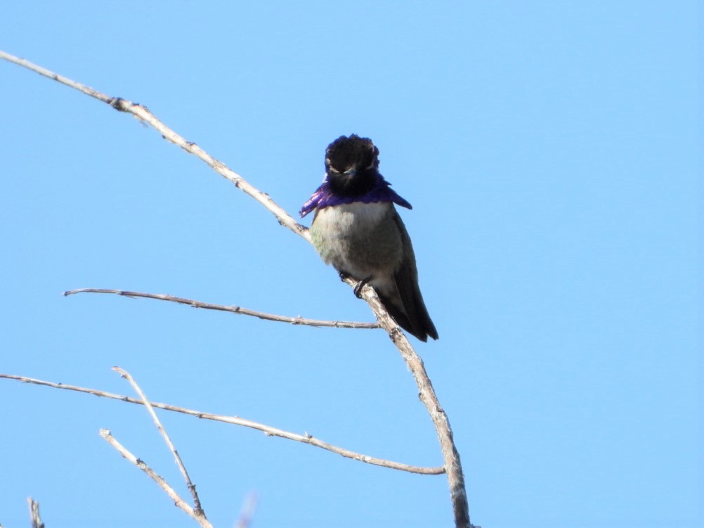 Costa's Hummingbird - ML423242321