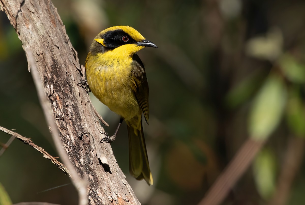 Yellow-tufted Honeyeater - David Ongley