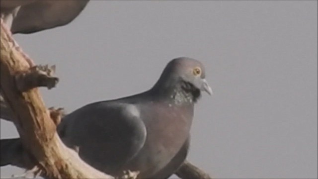 Хүрэвтэр тагтаа - ML423243121