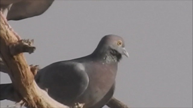 Yellow-eyed Pigeon - ML423243121