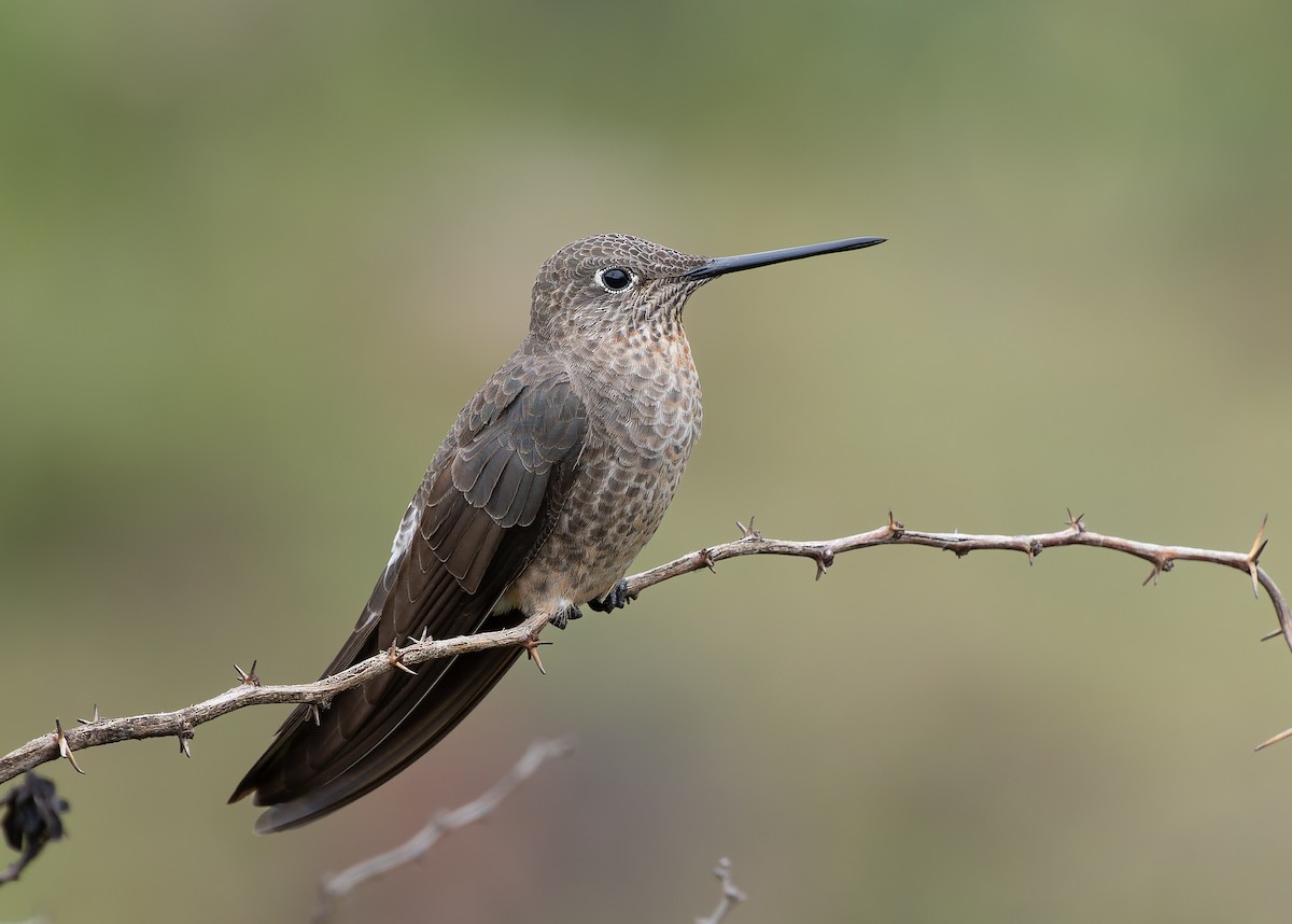 Giant Hummingbird - Simon Colenutt