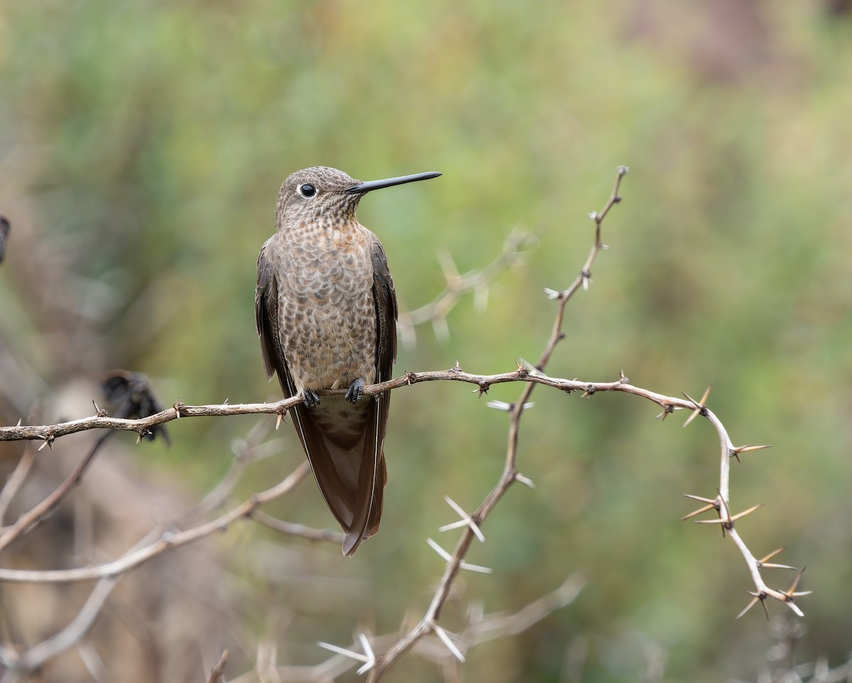 Giant Hummingbird - Simon Colenutt