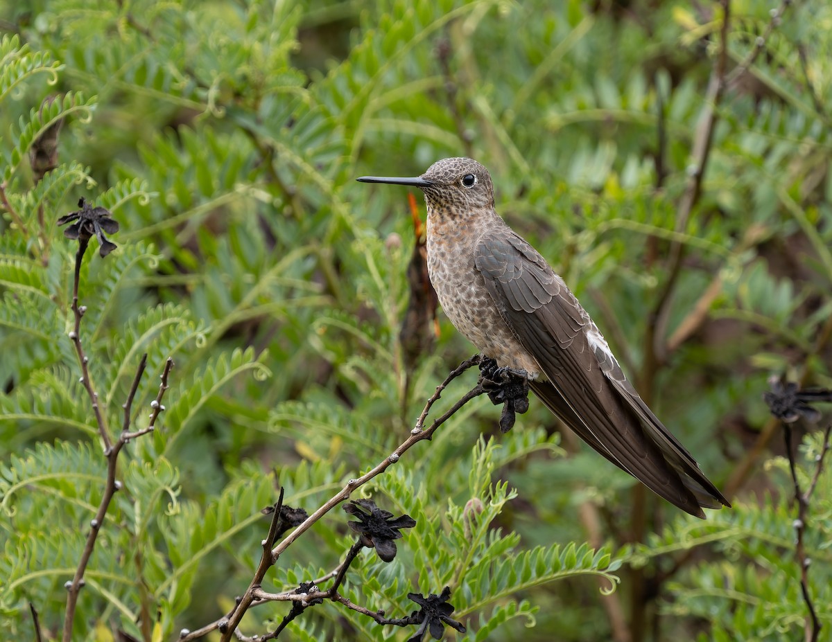 Giant Hummingbird - Simon Colenutt