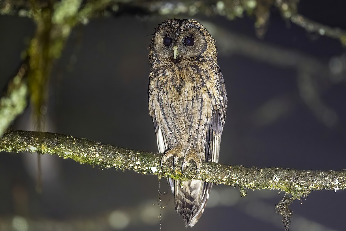 Himalayan Owl - Su Li