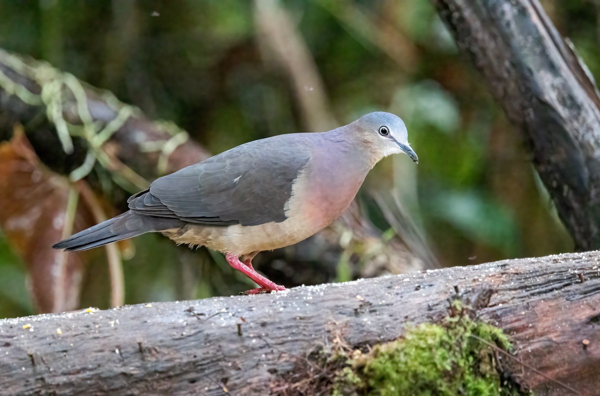 Tolima Dove - ML423244801