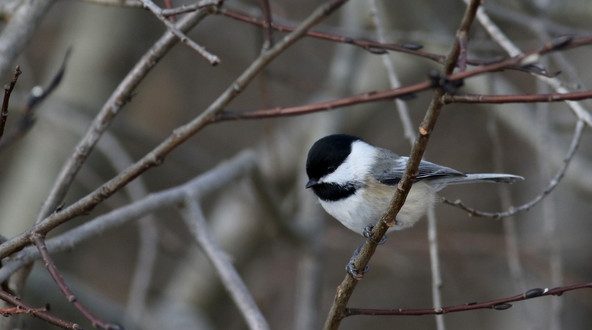 Black-capped Chickadee - Jay McGowan