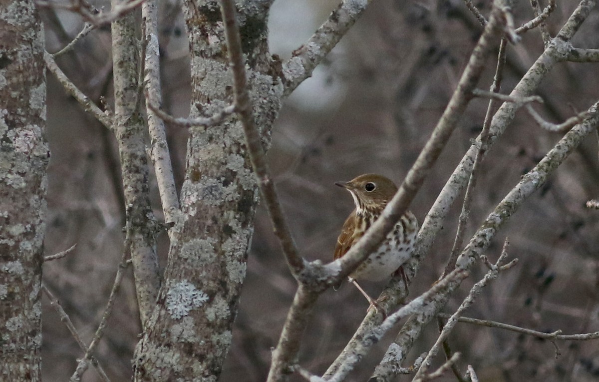 Hermit Thrush (faxoni/crymophilus) - ML42324651