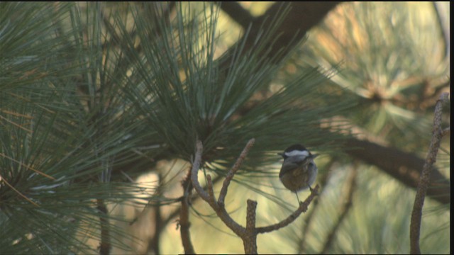 Mexican Chickadee - ML423247