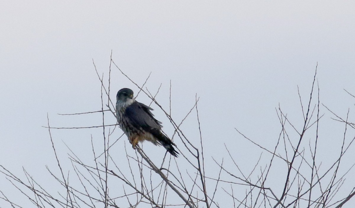 Boz Doğan (columbarius) - ML42324781