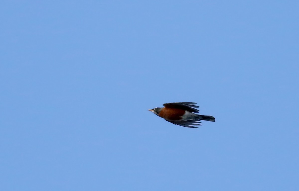 American Robin - ML42324861