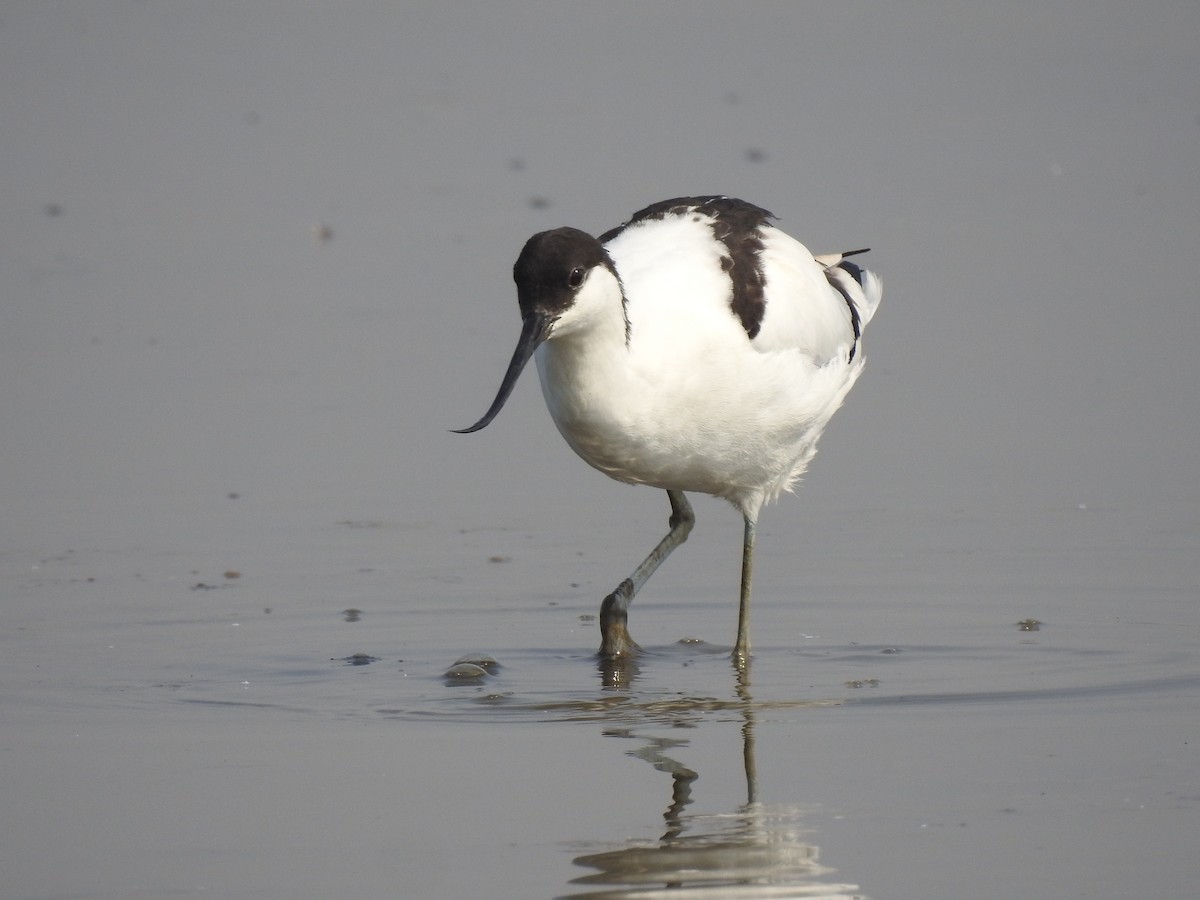 Pied Avocet - ML423249341