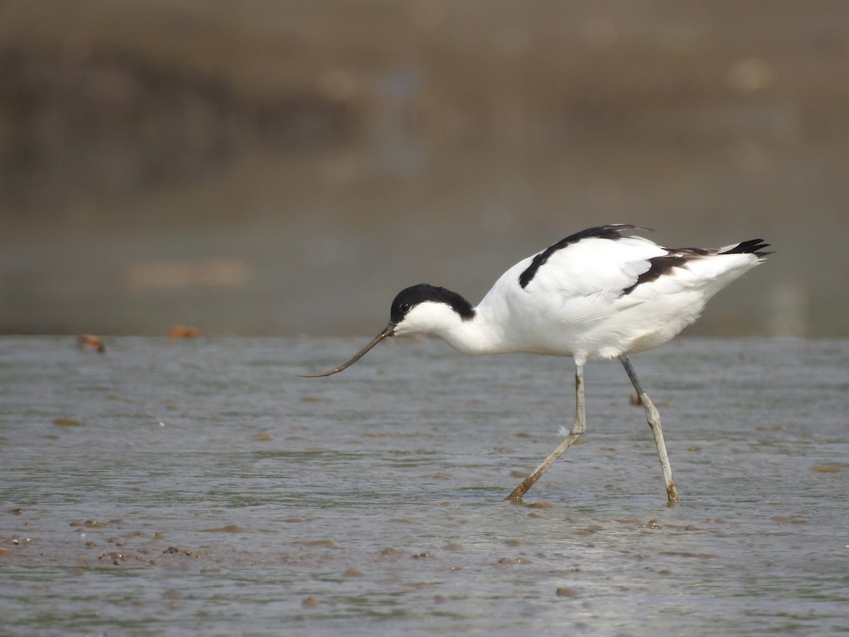 Pied Avocet - ML423249371