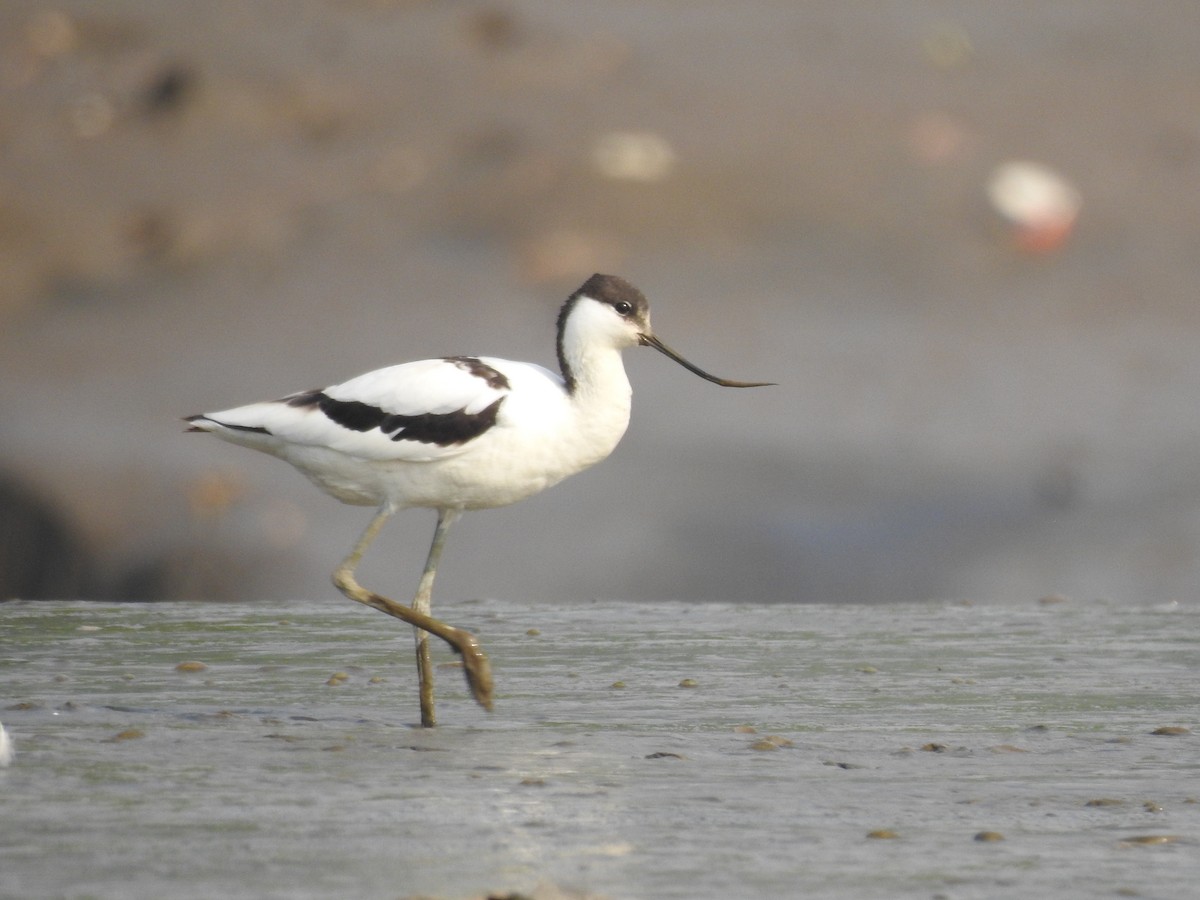 Pied Avocet - ML423249451