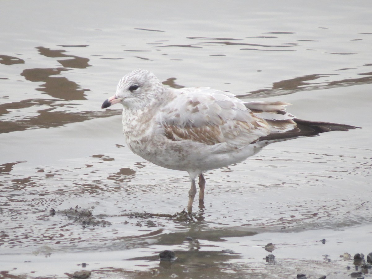 Ring-billed Gull - ML42324961