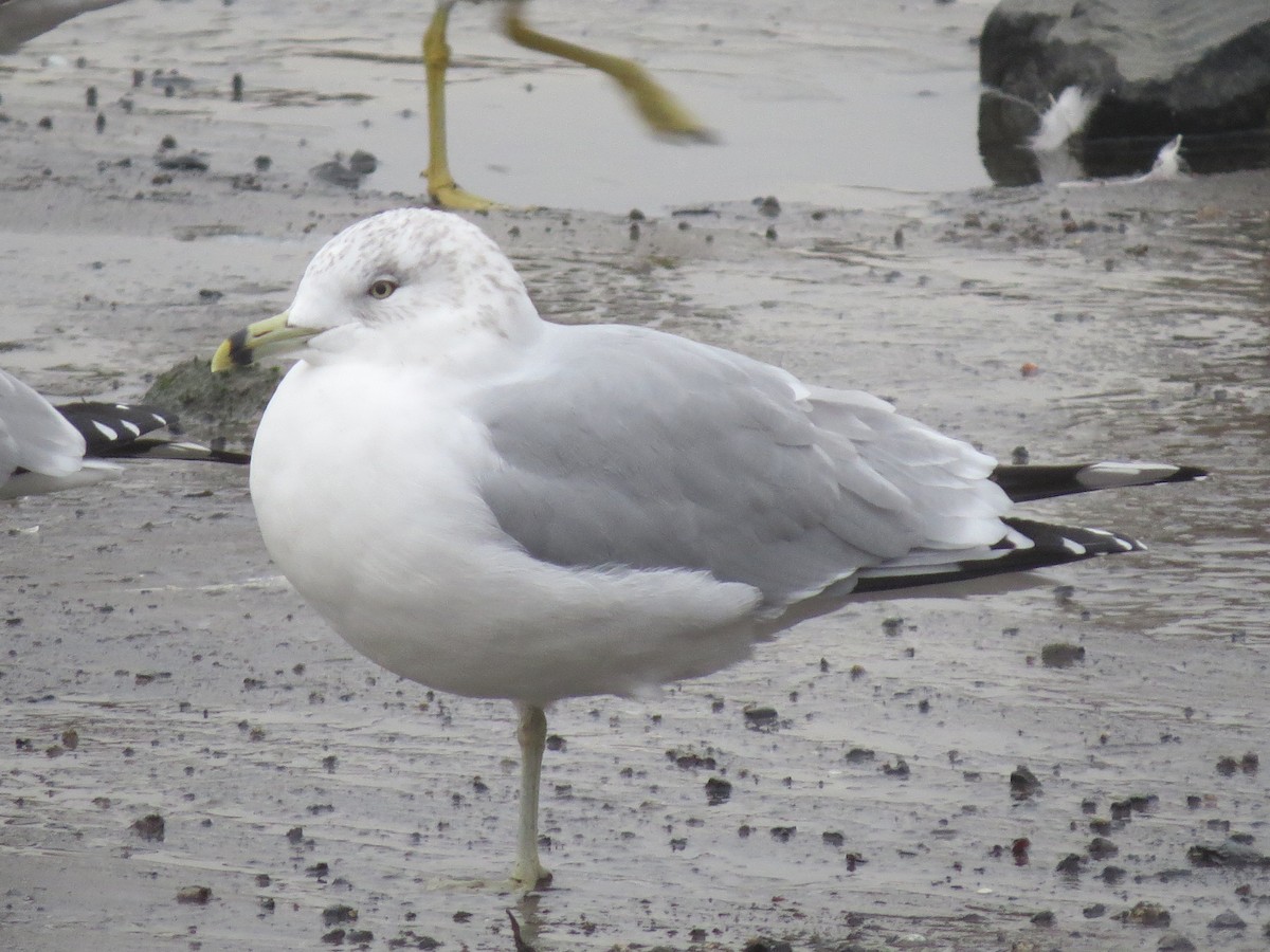 Ring-billed Gull - ML42324971