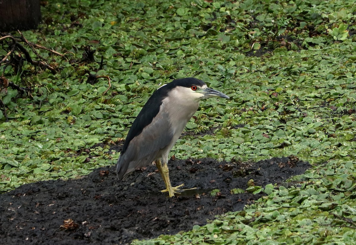 Black-crowned Night Heron - ML423249931