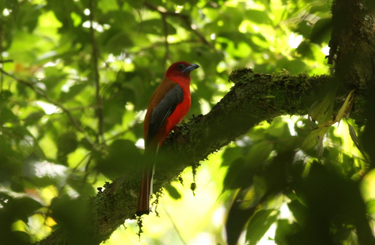 Red-headed Trogon - ML423251181