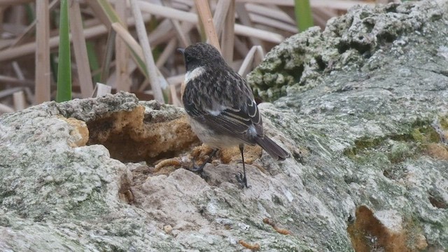 European Stonechat - ML423251751