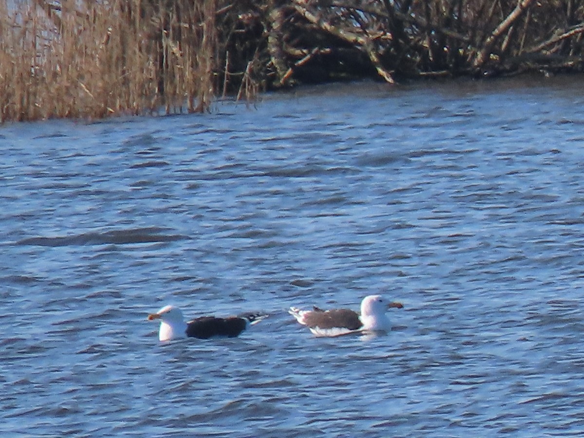 Great Black-backed Gull - ML423252901